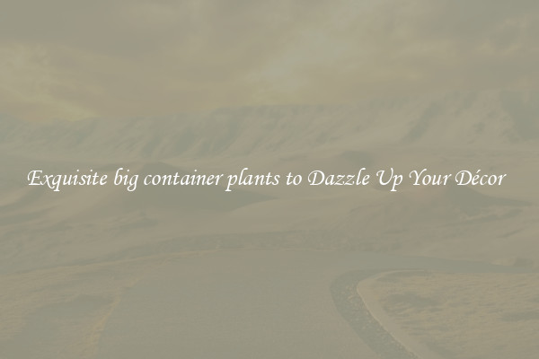 Exquisite big container plants to Dazzle Up Your Décor  